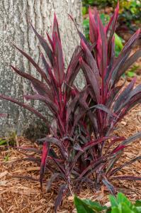 SENSATION CORDYLINE
